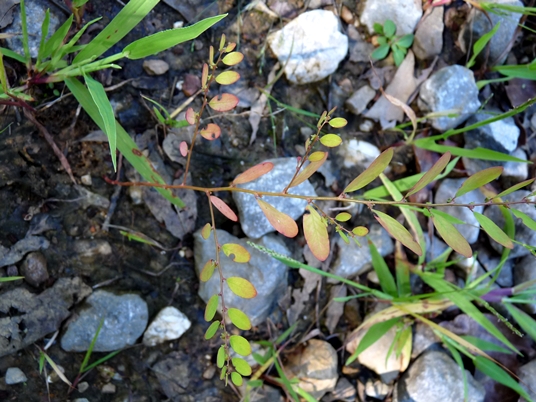 {Phyllanthus caroliniensis}